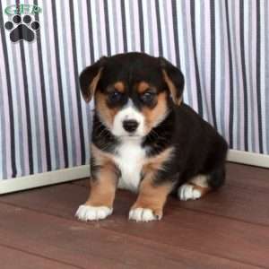 Jasper, Welsh Corgi Mix Puppy