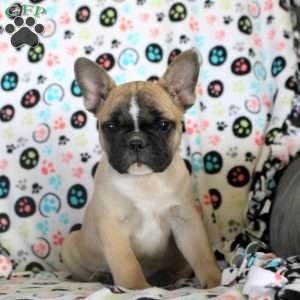 Jasper, French Bulldog Puppy