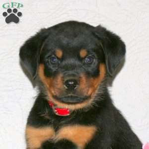 Jasper, Rottweiler Puppy