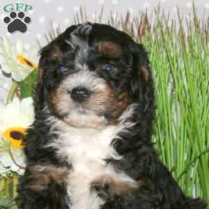 Jasper, Mini Bernedoodle Puppy
