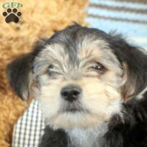 Jasper, Morkie / Yorktese Puppy