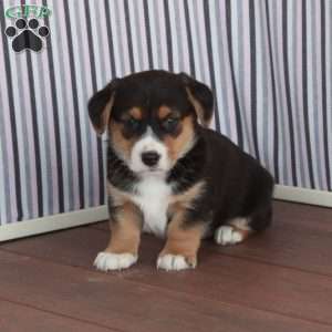Jasper, Welsh Corgi Mix Puppy