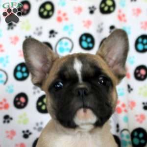 Jasper, French Bulldog Puppy
