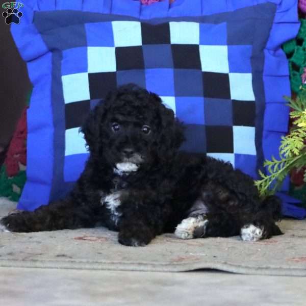 Jax, Miniature Poodle Puppy