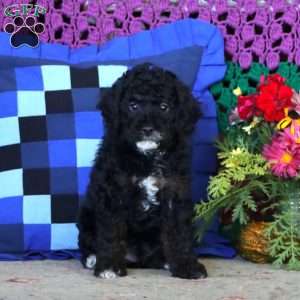 Jax, Miniature Poodle Puppy