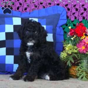 Jax, Miniature Poodle Puppy