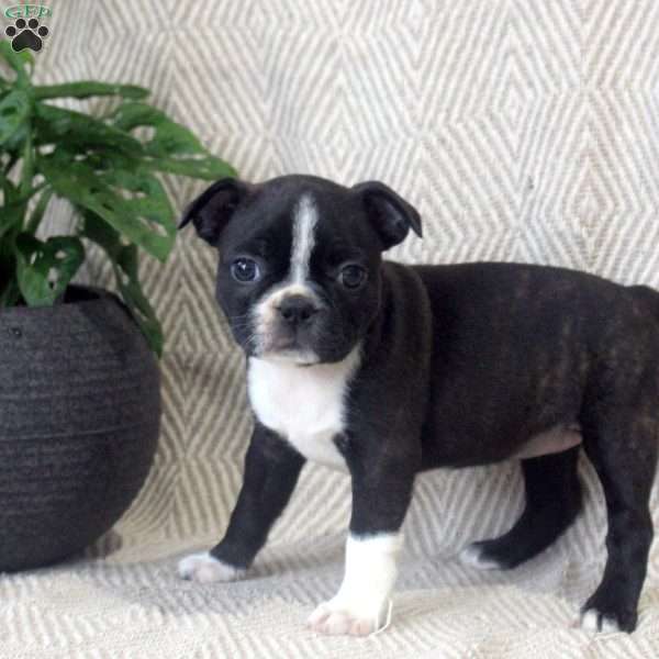 Jaxie, Boston Terrier Puppy