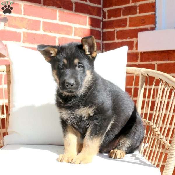 Jaxon, German Shepherd Puppy