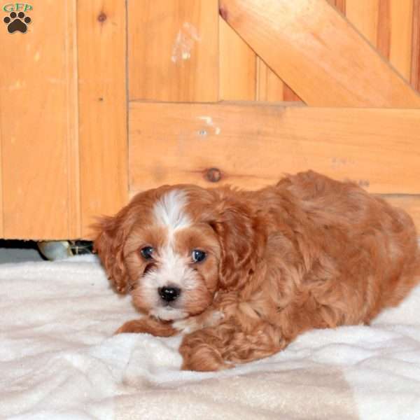 Jaxon, Cavapoo Puppy