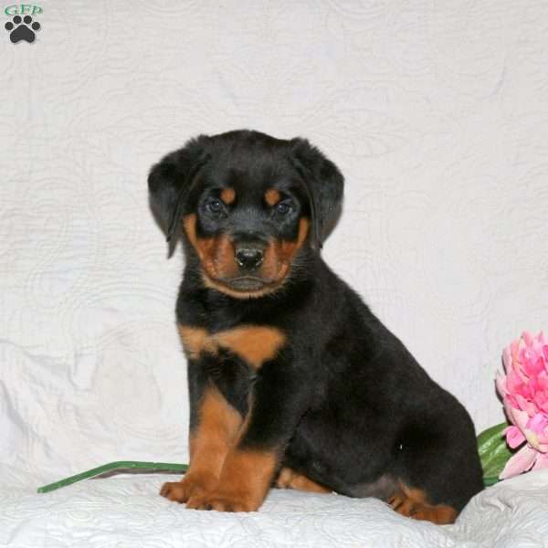Jaxon, Rottweiler Puppy
