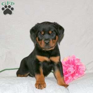 Jaxon, Rottweiler Puppy