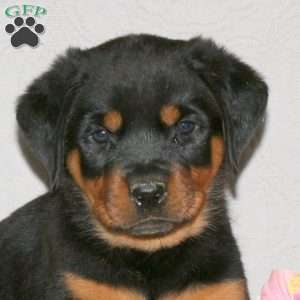 Jaxon, Rottweiler Puppy