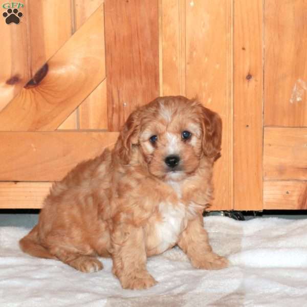 Jay, Cavapoo Puppy