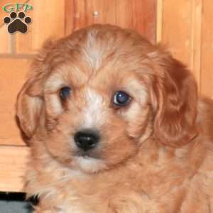 Jay, Cavapoo Puppy