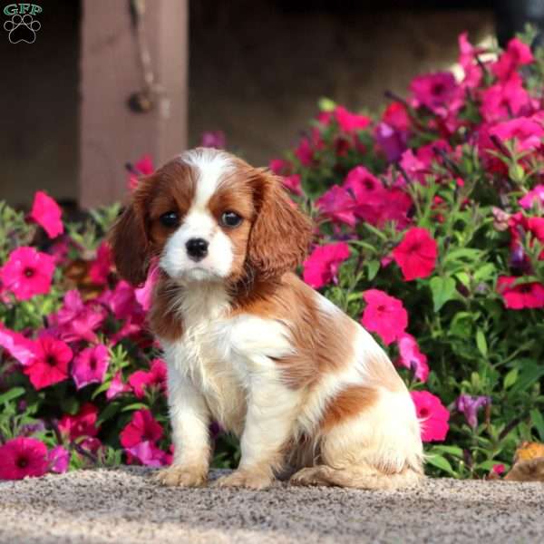 Jayda, Cavalier King Charles Spaniel Puppy