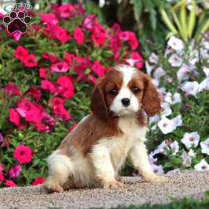 Jayda, Cavalier King Charles Spaniel Puppy