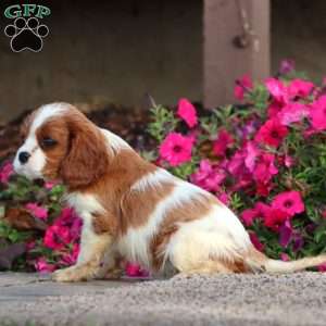 Jayda, Cavalier King Charles Spaniel Puppy