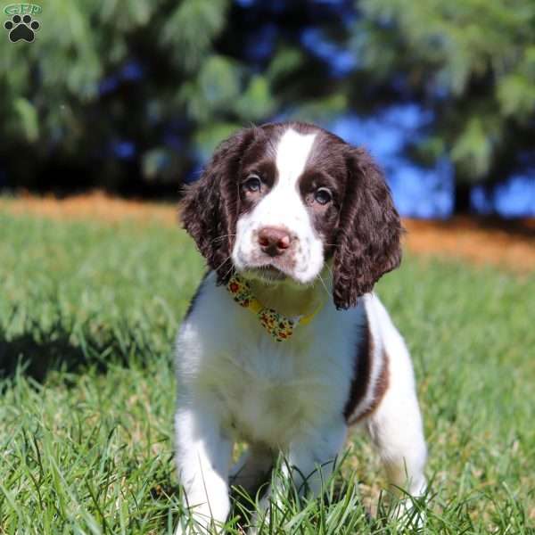 Jayden, English Springer Spaniel Puppy
