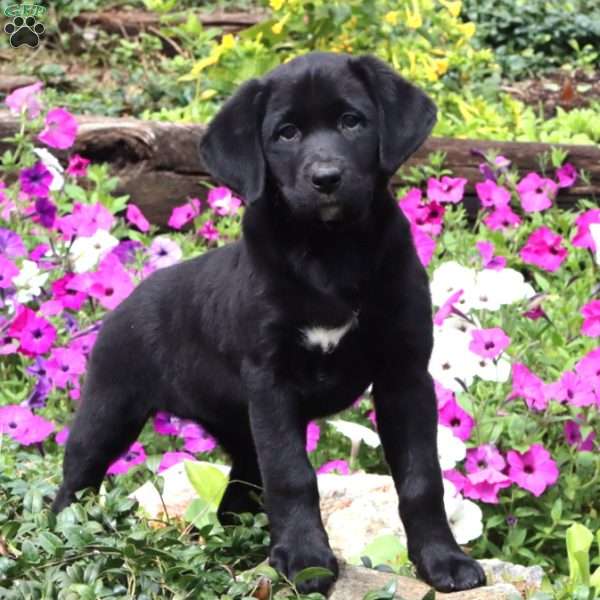 Jazzy, Labrador Mix Puppy