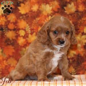 Jeb, Cavalier King Charles Mix Puppy