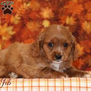 Jeb, Cavalier King Charles Mix Puppy