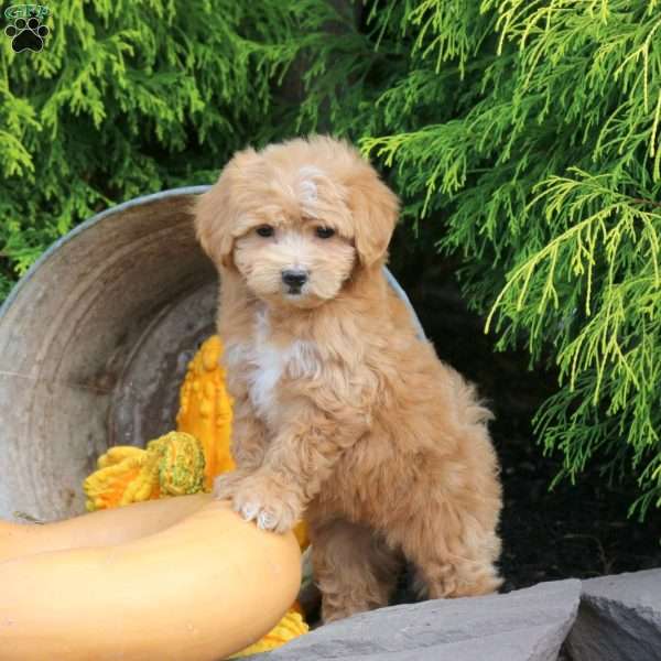 Jelly Bean, Bich-Poo Puppy