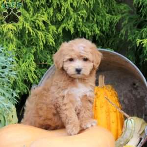 Jelly Bean, Bich-Poo Puppy