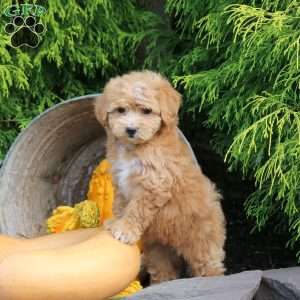 Jelly Bean, Bich-Poo Puppy