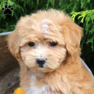 Jelly Bean, Bich-Poo Puppy