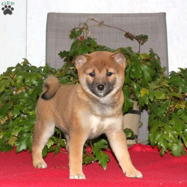 Jen, Shiba Inu Puppy