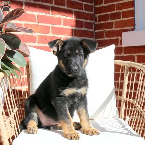 Jenna, German Shepherd Puppy