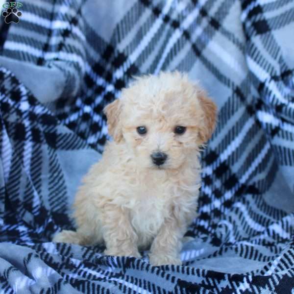 Jenna, Bich-Poo Puppy