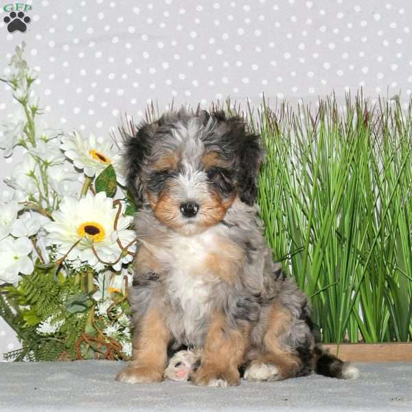 Jenna, Mini Bernedoodle Puppy
