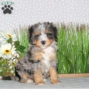 Jenna, Mini Bernedoodle Puppy
