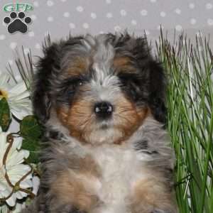 Jenna, Mini Bernedoodle Puppy