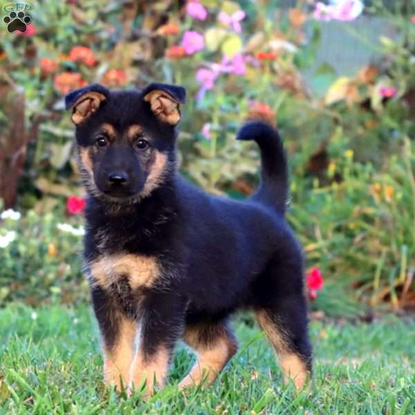 Jenna, German Shepherd Puppy