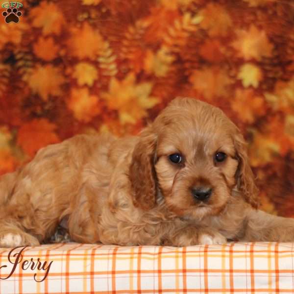 Jerry, Cavalier King Charles Mix Puppy