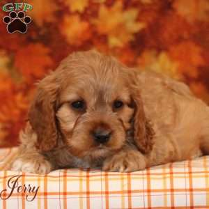 Jerry, Cavalier King Charles Mix Puppy