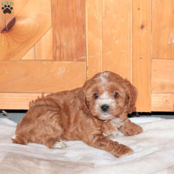 Jess, Cavapoo Puppy