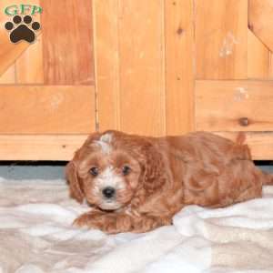 Jess, Cavapoo Puppy