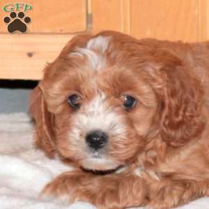 Jess, Cavapoo Puppy