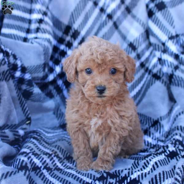 Jesse, Bich-Poo Puppy