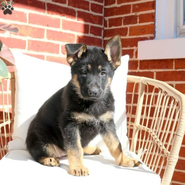 Jessie, German Shepherd Puppy