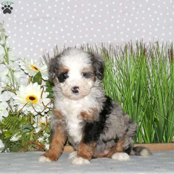 Jessie, Mini Bernedoodle Puppy