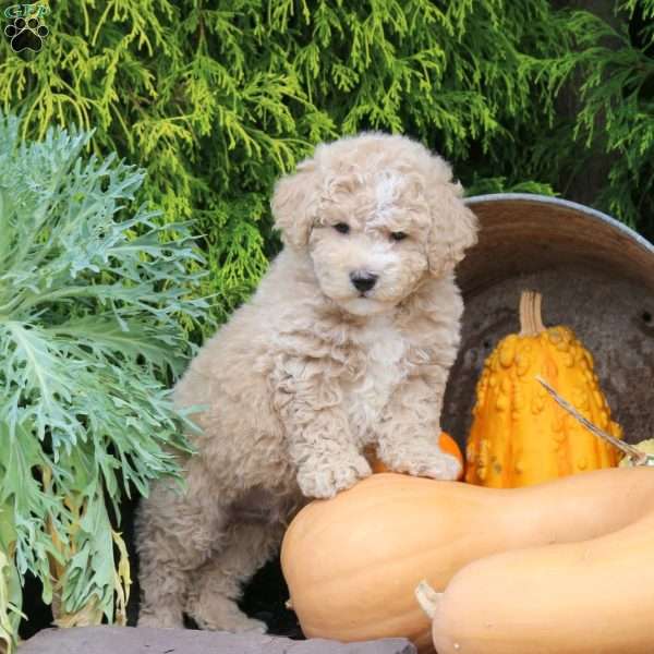 Jet, Bich-Poo Puppy
