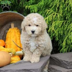Jet, Bich-Poo Puppy