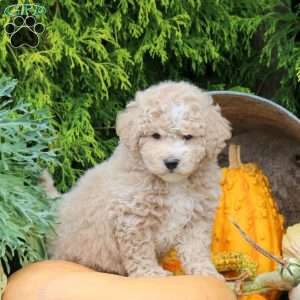 Jet, Bich-Poo Puppy
