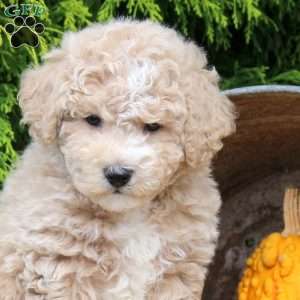 Jet, Bich-Poo Puppy