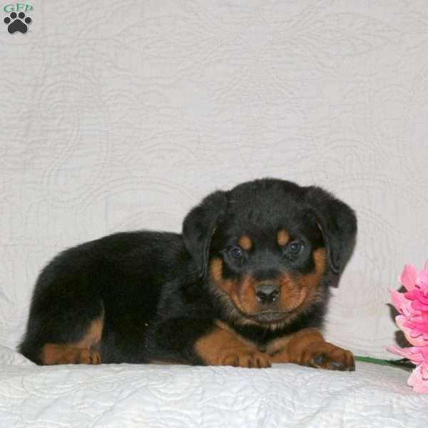 Jett, Rottweiler Puppy
