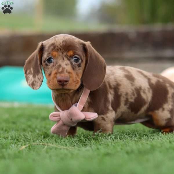Jewel, Dachshund Puppy